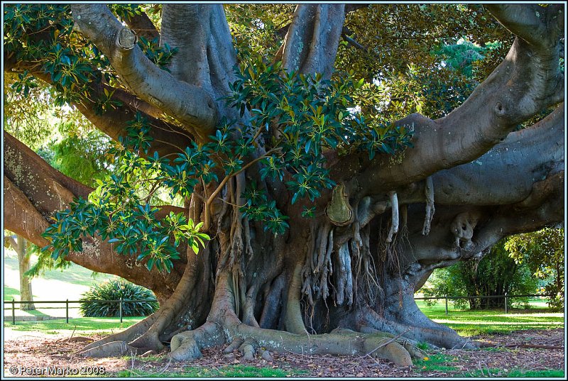 WV8X6976.jpg - Old Fique Tree, Botanical Gardens, Australia